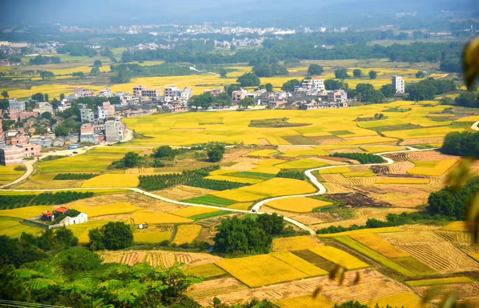 “春种一粒粟，秋收万颗子”。秋分时节，放眼望去田间、地头处处金黄。.jpg